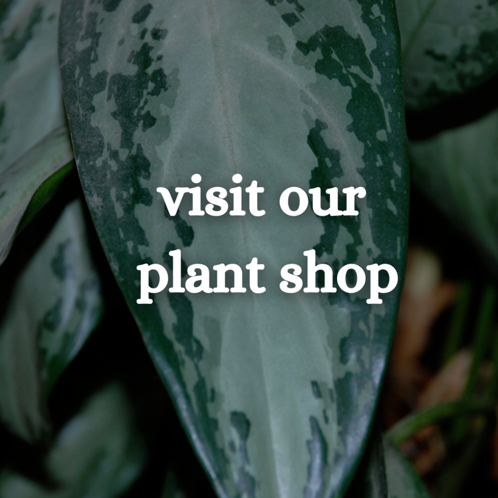 click to learn about our retail plant shop in easthampton ma